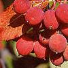 Viburnum prunifolium, fruit