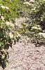 Viburnum rafinesquianum var. affine, habit
