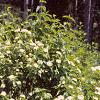 Viburnum rafinesquianum var. affine, habit
