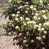 Viburnum rafinesquianum var. affine, habit