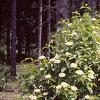 Viburnum rafinesquianum var. affine, habit