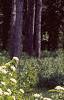 Viburnum rafinesquianum var. affine, habit