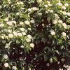 Viburnum rafinesquianum var. affine, habit