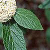 Viburnum x rhytidophylloides, flowers