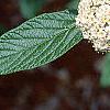 Viburnum x rhytidophylloides, flowers