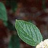 Viburnum x rhytidophylloides, flowers