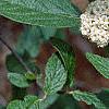 Viburnum x rhytidophylloides, flowers