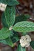 Viburnum x rhytidophylloides, flowers