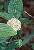 Viburnum x rhytidophylloides, flowers
