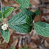 Viburnum x rhytidophylloides, flowers