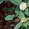 Viburnum x rhytidophylloides, flowers