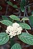 Viburnum x rhytidophylloides, flowers