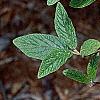 Viburnum x rhytidophylloides, flowers
