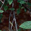 Viburnum x rhytidophylloides, flowers