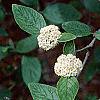 Viburnum x rhytidophylloides, flowers