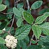 Viburnum x rhytidophylloides, flowers