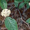 Viburnum x rhytidophylloides, flowers