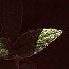 Viburnum x rhytidophylloides 'Alleghany', leaves