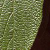 Viburnum x rhytidophylloides 'Alleghany', leaves