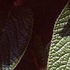 Viburnum x rhytidophylloides 'Alleghany', leaves