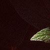 Viburnum x rhytidophylloides 'Alleghany', leaves