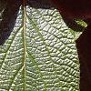 Viburnum x rhytidophylloides 'Alleghany', leaves