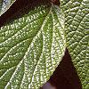 Viburnum x rhytidophylloides 'Alleghany', leaves