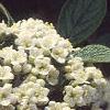 Viburnum x rhytidophylloides 'Alleghany', flowers