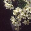 Viburnum x rhytidophylloides 'Alleghany', flowers