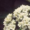Viburnum x rhytidophylloides 'Alleghany', flowers