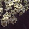 Viburnum x rhytidophylloides 'Alleghany', flowers