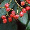 Viburnum x rhytidophylloides 'Alleghany', fruit