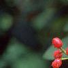 Viburnum x rhytidophylloides 'Alleghany', fruit
