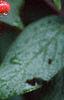 Viburnum x rhytidophylloides 'Alleghany', fruit