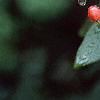 Viburnum x rhytidophylloides 'Alleghany', fruit