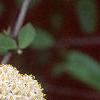 Viburnum x rhytidophylloides 'Willowwood', flowers