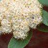 Viburnum x rhytidophylloides 'Willowwood', flowers