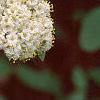 Viburnum x rhytidophylloides 'Willowwood', flowers