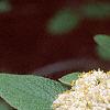 Viburnum x rhytidophylloides 'Willowwood', flowers