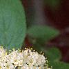 Viburnum x rhytidophylloides 'Willowwood', flowers
