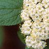 Viburnum x rhytidophylloides 'Willowwood', flowers
