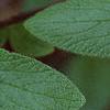 Viburnum x rhytidophylloides 'Willowwood', flowers