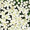 Viburnum rufidulum, flowers