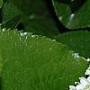 Viburnum rufidulum, flowers