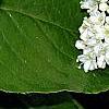 Viburnum rufidulum, flowers