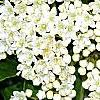 Viburnum rufidulum, flowers