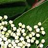 Viburnum rufidulum, flowers