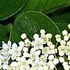 Viburnum rufidulum, flowers