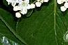 Viburnum rufidulum, flowers