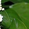 Viburnum rufidulum, flowers